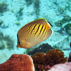 Chaetodon pelewensis