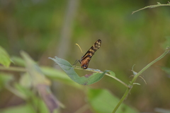 Dircenna kolijkensis