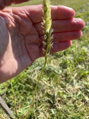 Spiranthes romanzoffiana