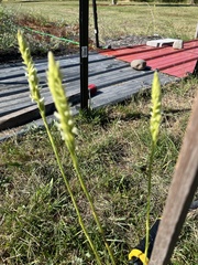 Spiranthes romanzoffiana
