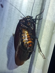 Megaloblatta blaberoides