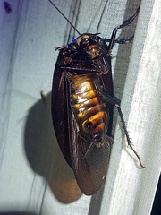 Megaloblatta blaberoides