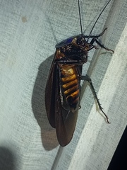 Megaloblatta blaberoides