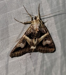 Drasteria grandirena