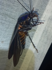 Megaloblatta blaberoides