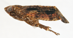 Image of Koloptera breviceps