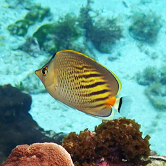 Chaetodon pelewensis