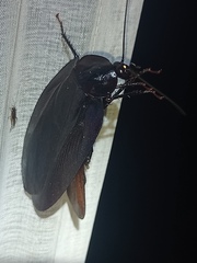 Megaloblatta blaberoides