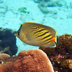 Chaetodon pelewensis