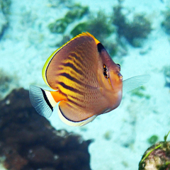 Chaetodon pelewensis