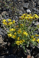 Jacobaea schischkiniana