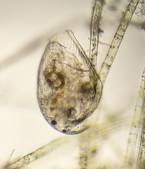 Picripleuroxus denticulatus