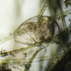 Picripleuroxus denticulatus