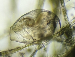 Picripleuroxus denticulatus