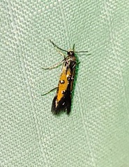 Chrysoclista linneella
