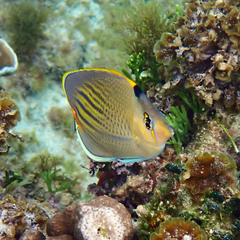 Chaetodon pelewensis