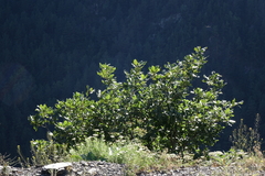 Quercus macranthera
