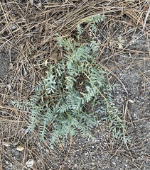 Astragalus douglasii