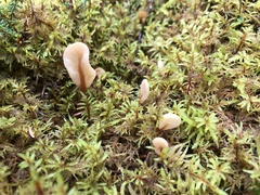 Cudoniaceae