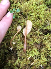 Cudoniaceae