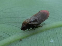 Eoscarta