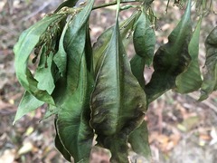 Gyrocarpus americanus