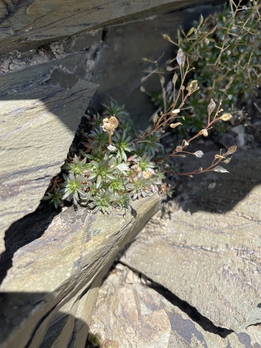 snowbasin draba (Draba burkei)