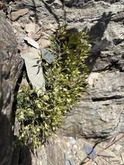 Draba burkei