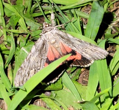Catocala coccinata