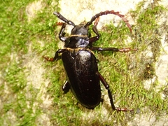 Prionus insularis insularis
