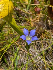 Gentiana setigera