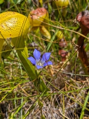 Gentiana setigera