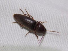 Diplostethus texanus