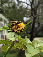 Polistes chinensis