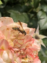 Polistes chinensis