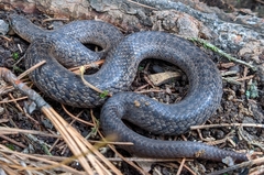Conopsis amphisticha