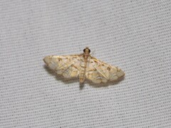 Hileithia magualis