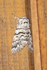 Panthea virginarius