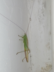 Conocephalus fuscus
