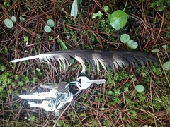 Strix virgata