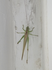 Conocephalus fuscus