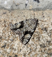 Catocala amica