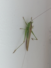 Conocephalus fuscus