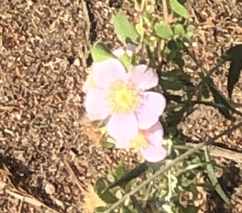 iNaturalist observation photo of California Wild Rose
