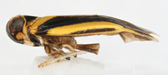 Plectoderes scapularis