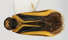 Plectoderes scapularis