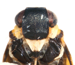 Plectoderes scapularis