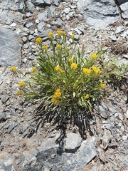 Petradoria pumila
