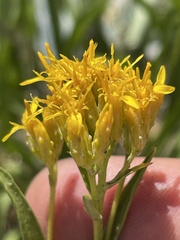 Petradoria pumila