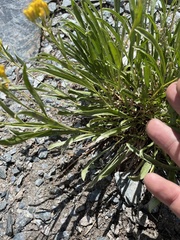 Petradoria pumila